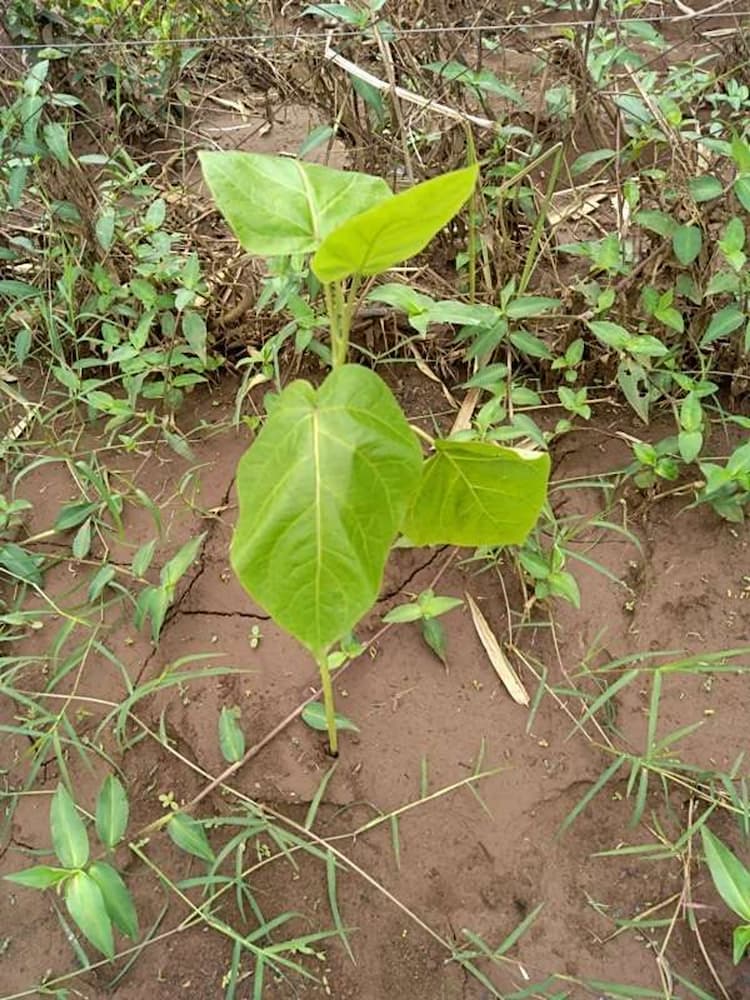 tree image