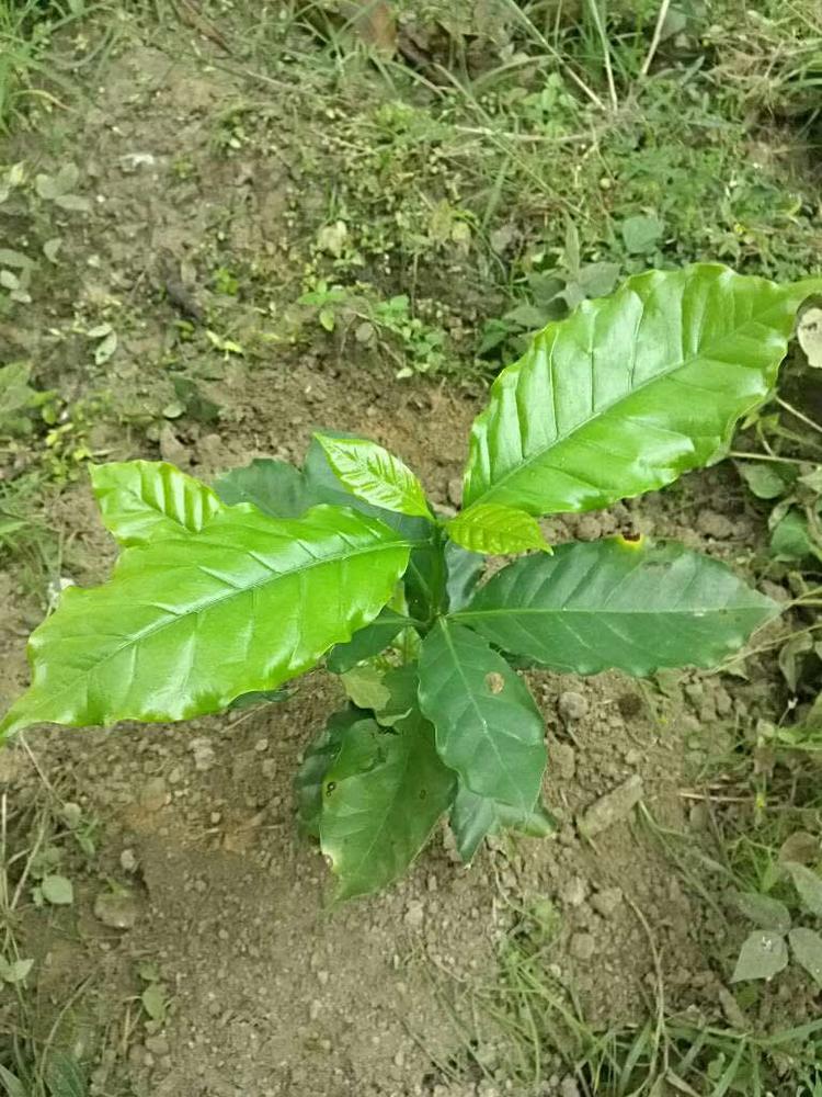 tree image