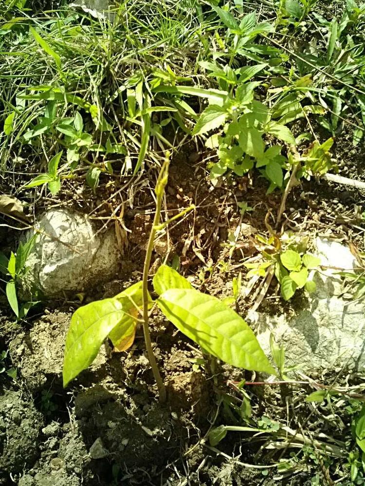 tree image