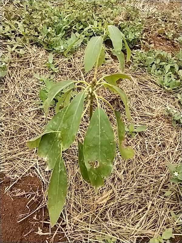 tree image