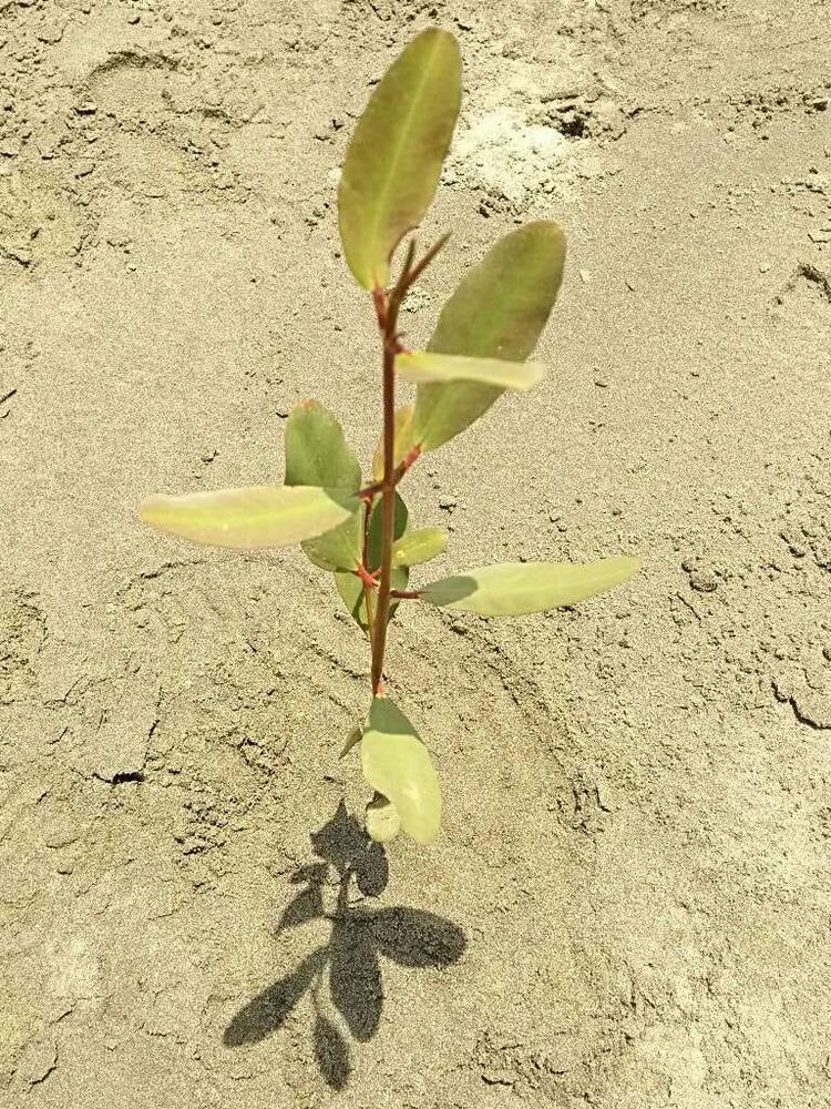 tree image