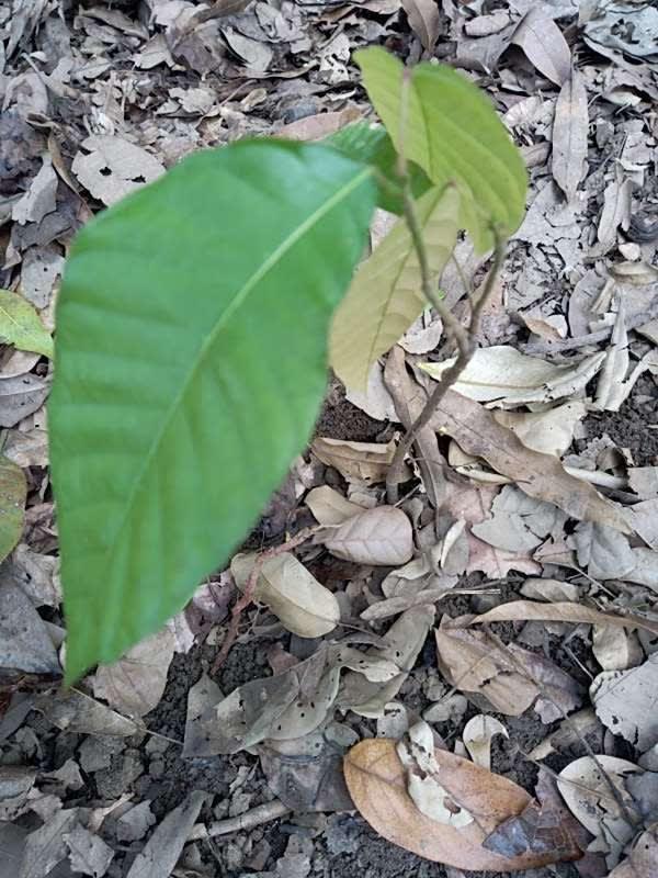 tree image