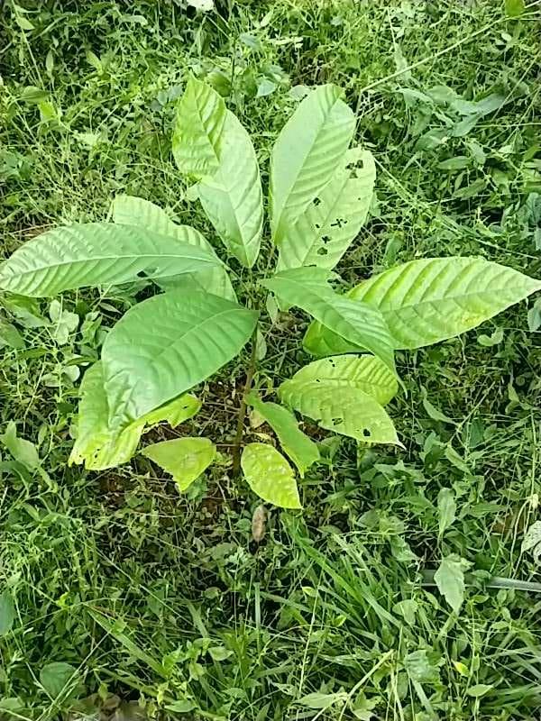 tree image