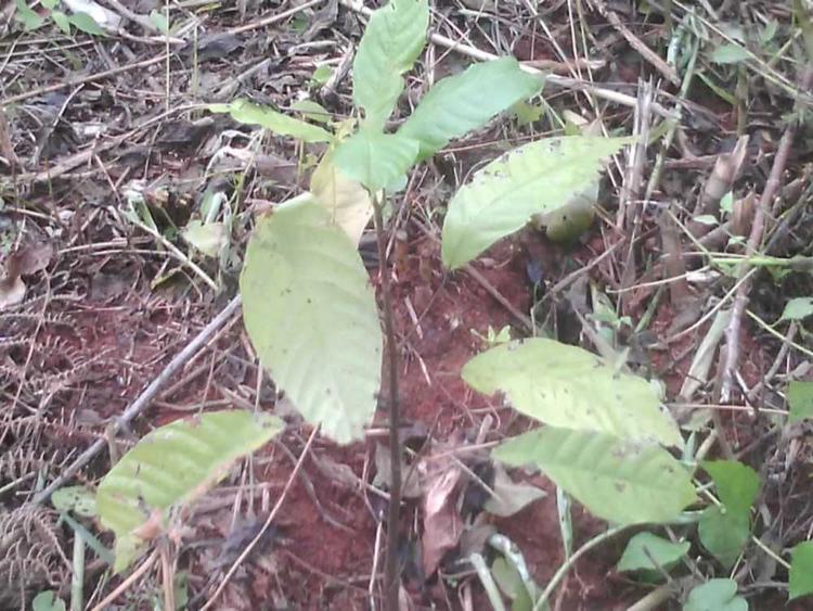 tree image