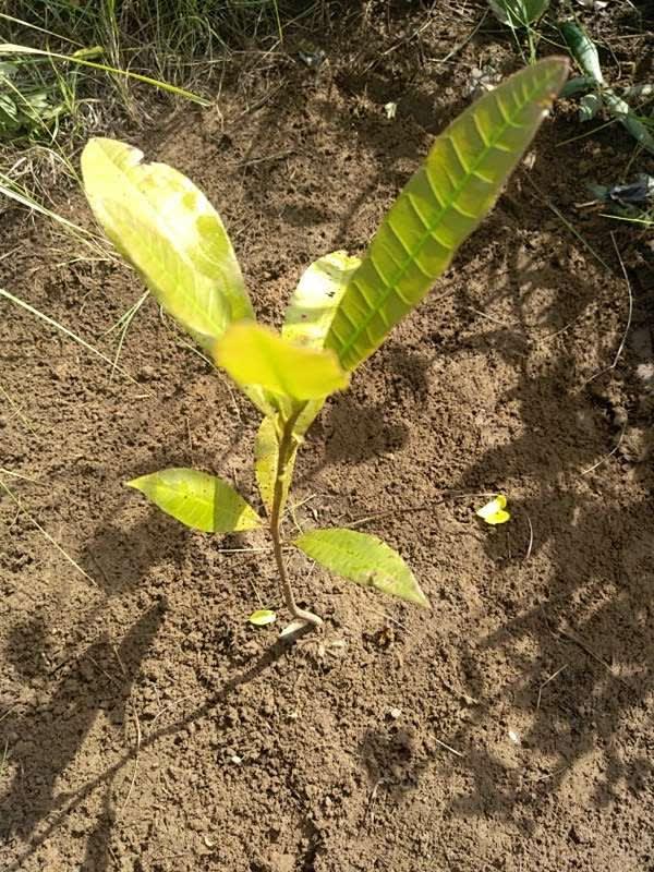 tree image