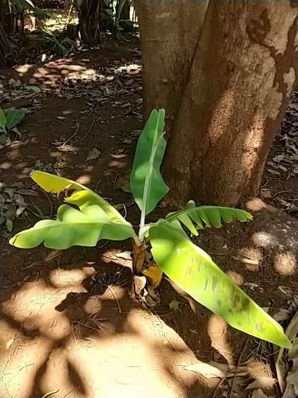 tree image