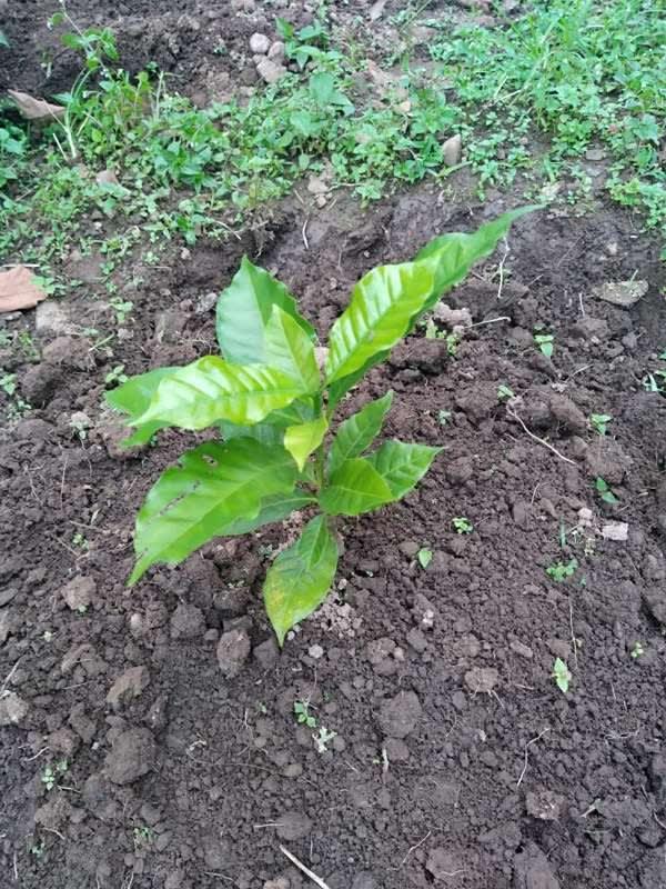 tree image
