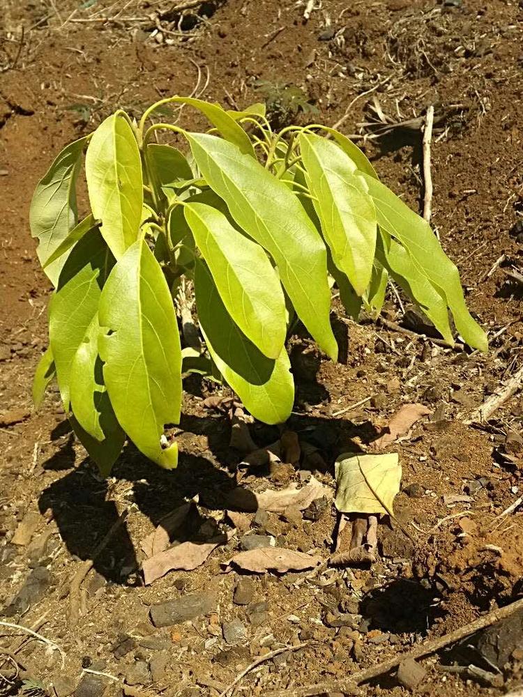tree image