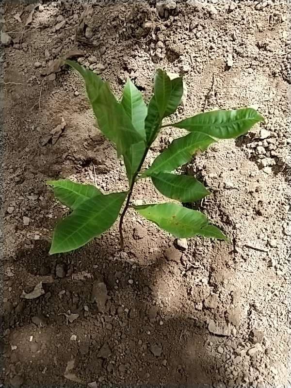 tree image
