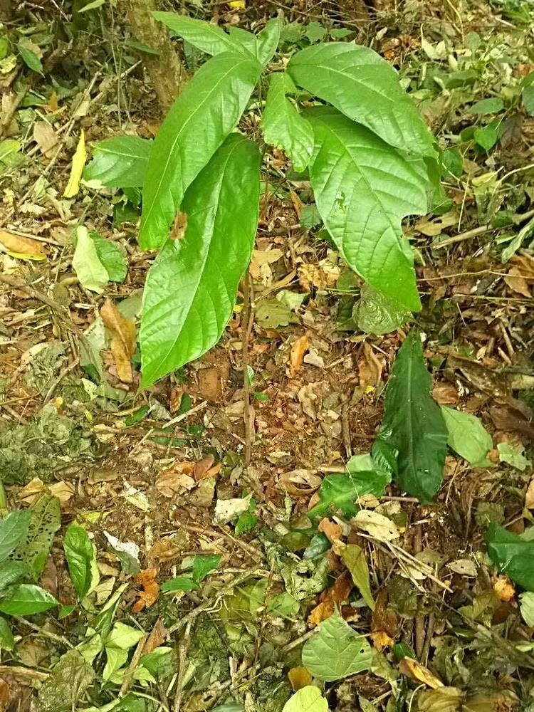 tree image