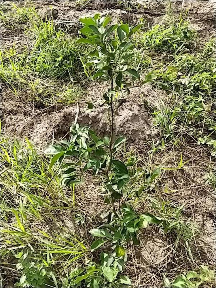 tree image