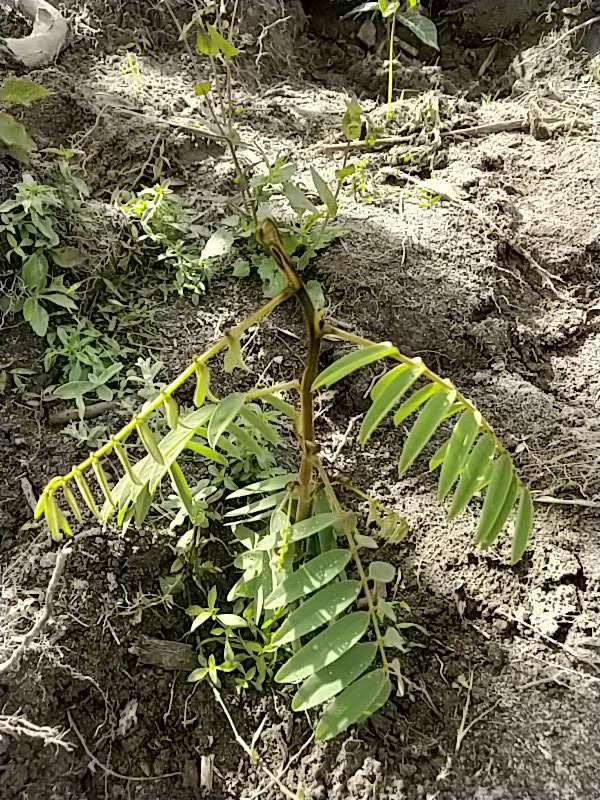 tree image