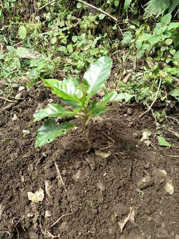 tree image