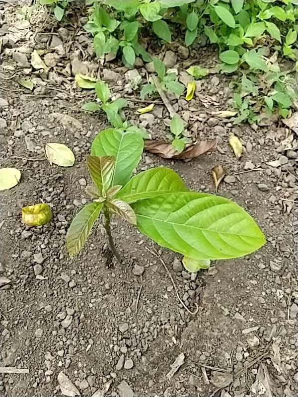 tree image