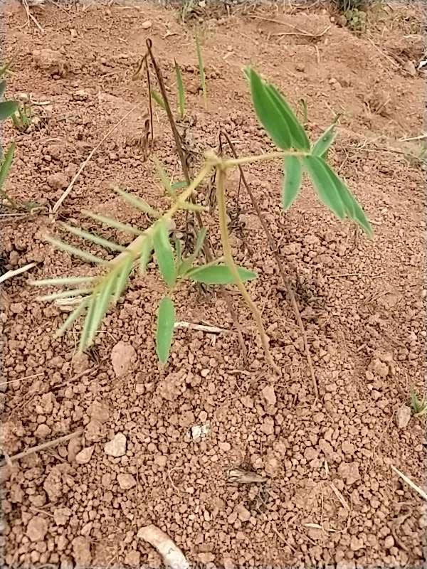 tree image