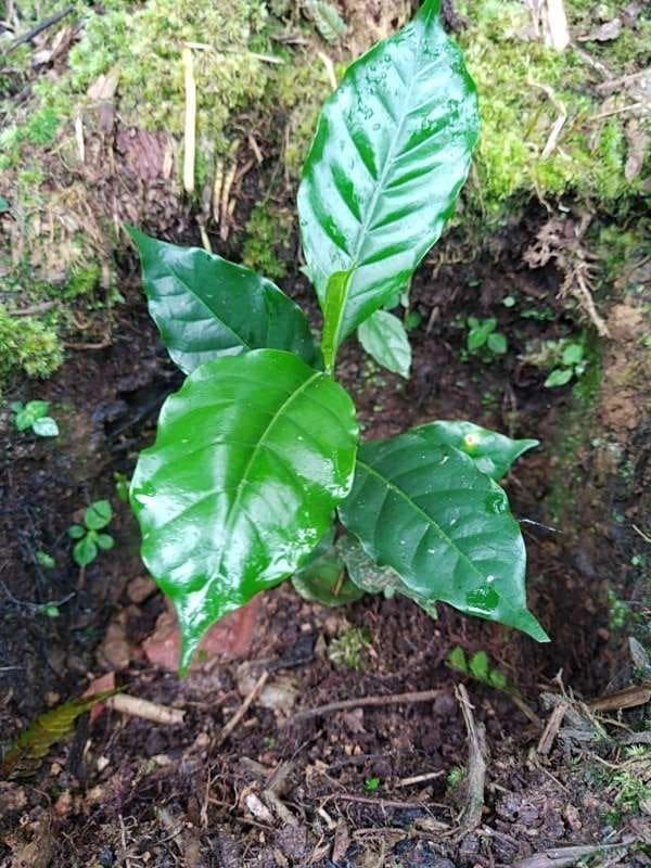 tree image