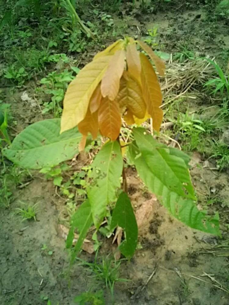 tree image