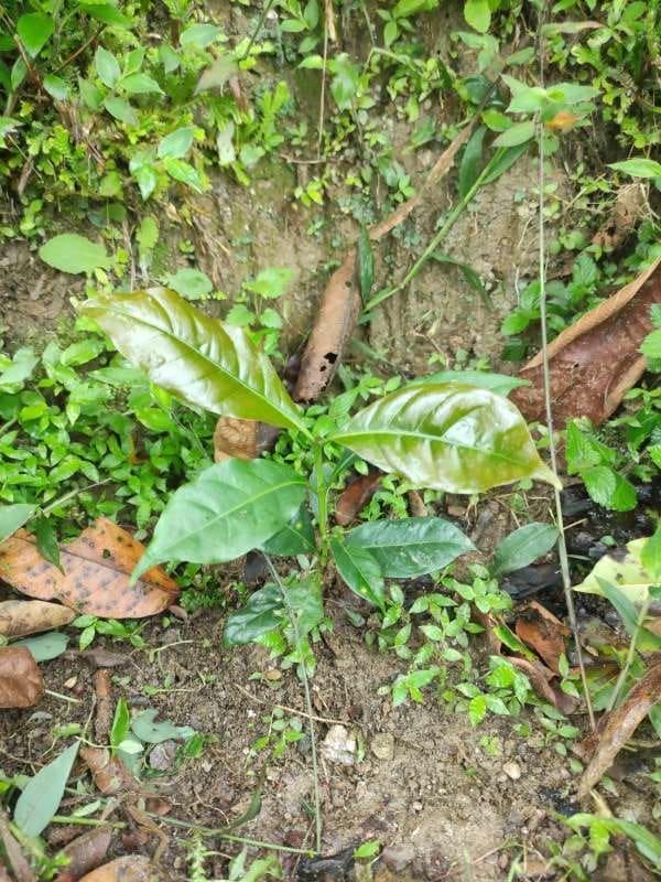 tree image