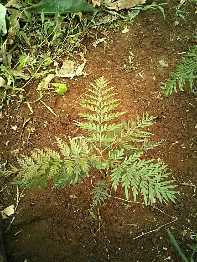 tree image