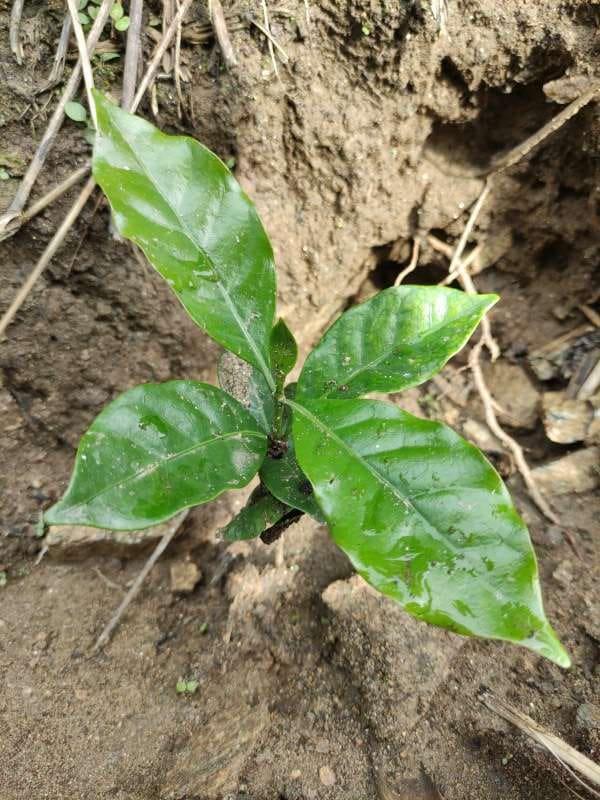 tree image