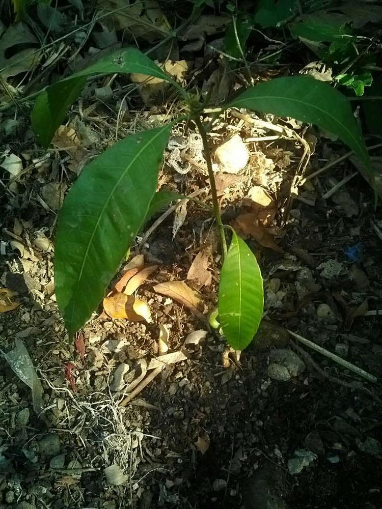 tree image