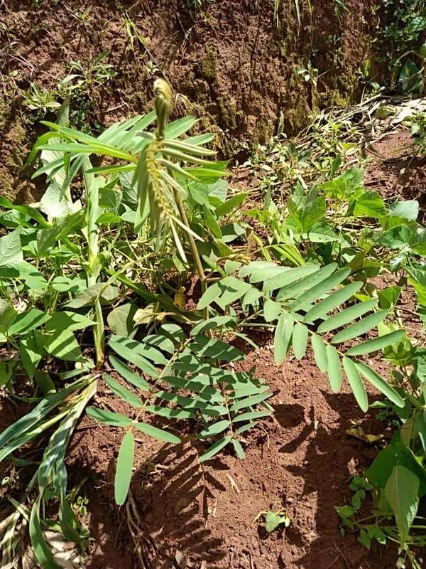 tree image
