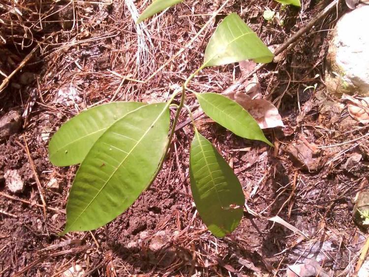 tree image