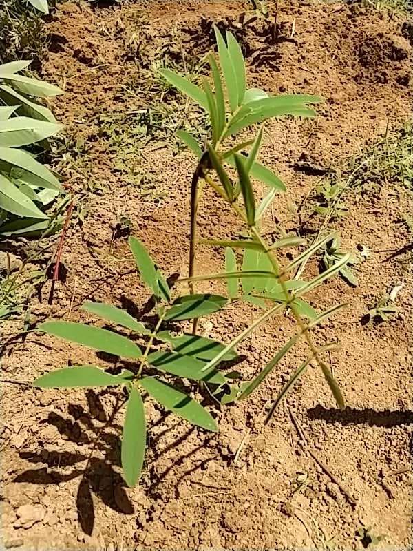 tree image