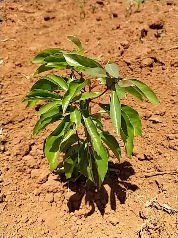tree image