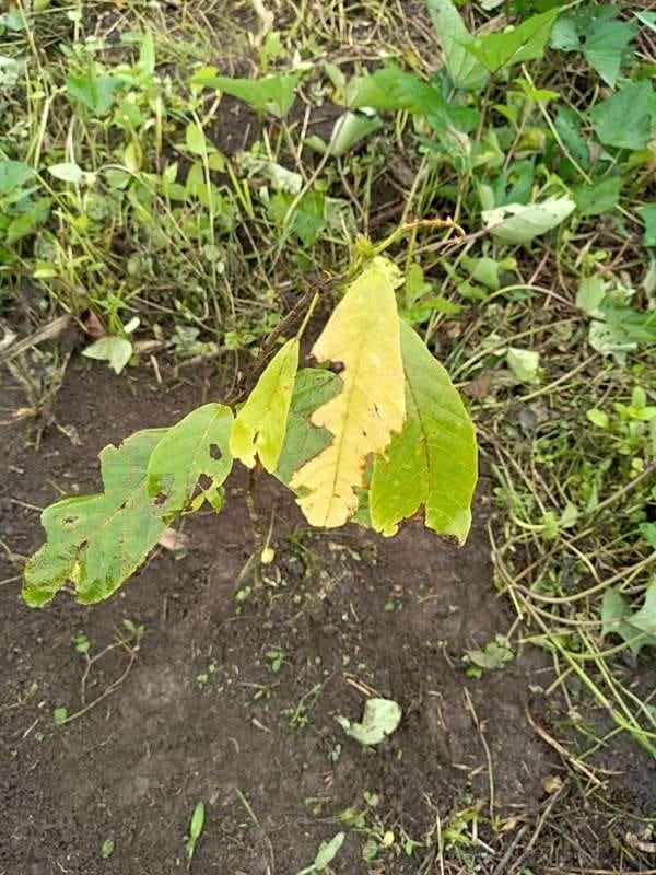 tree image