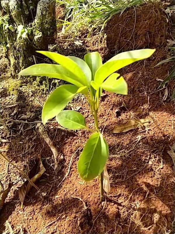 tree image