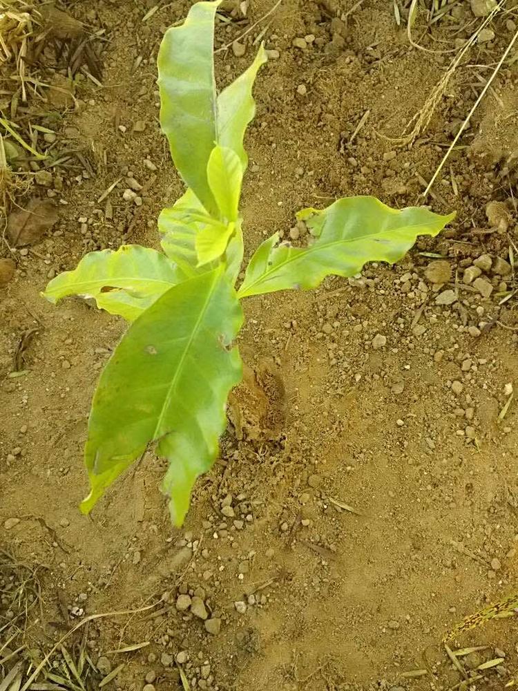 tree image