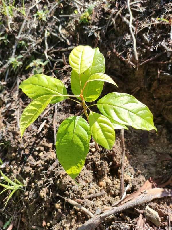 tree image