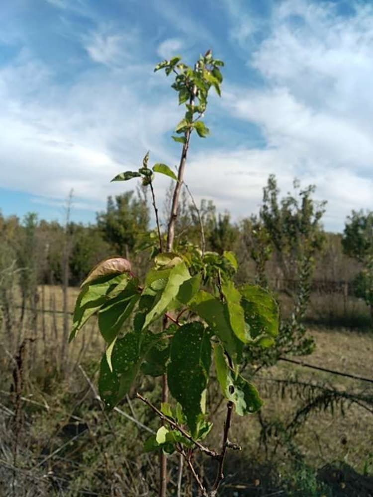 tree image
