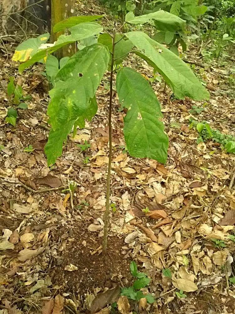 tree image
