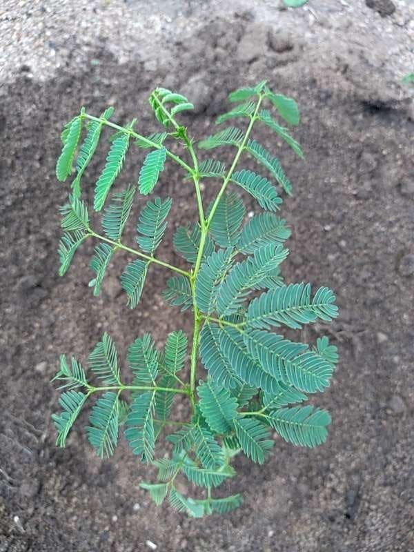 tree image