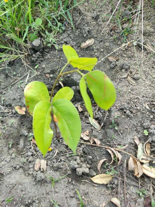 tree image