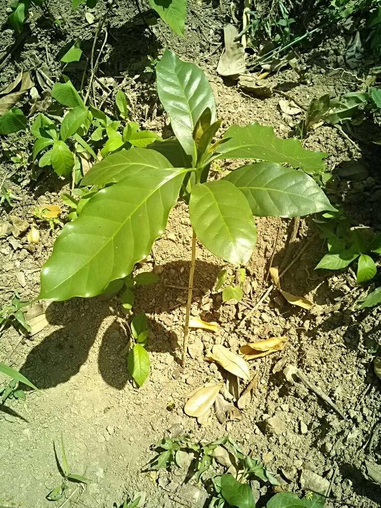 tree image