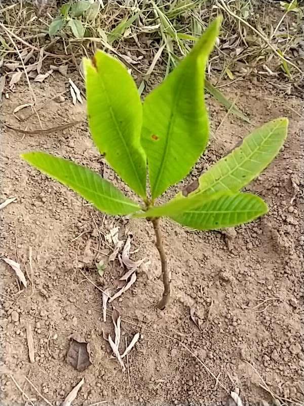 tree image