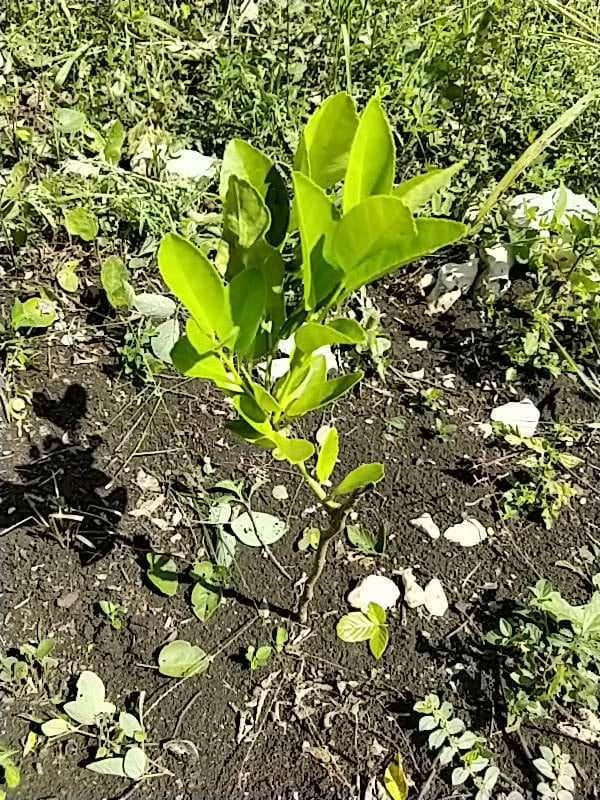 tree image