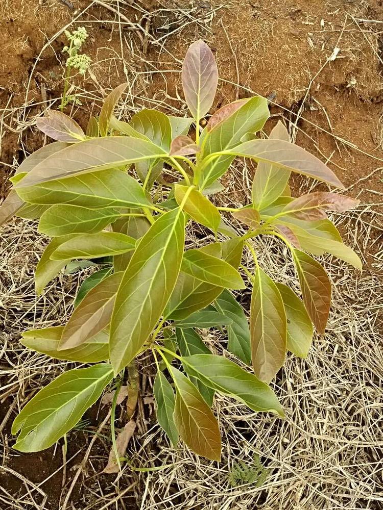tree image