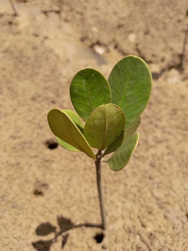 tree image