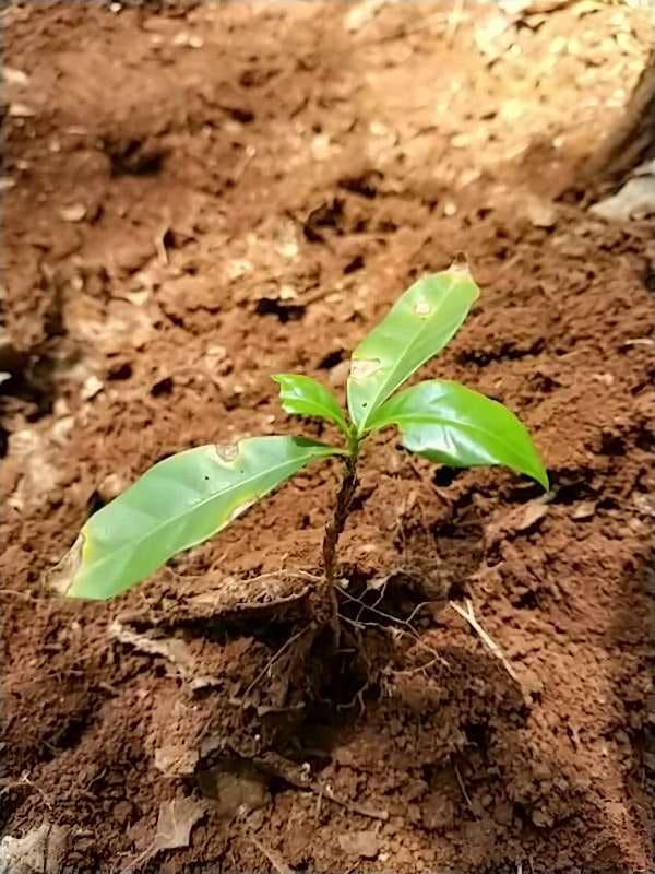 tree image