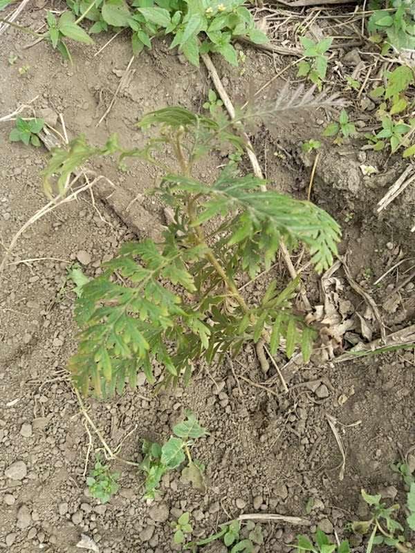 tree image