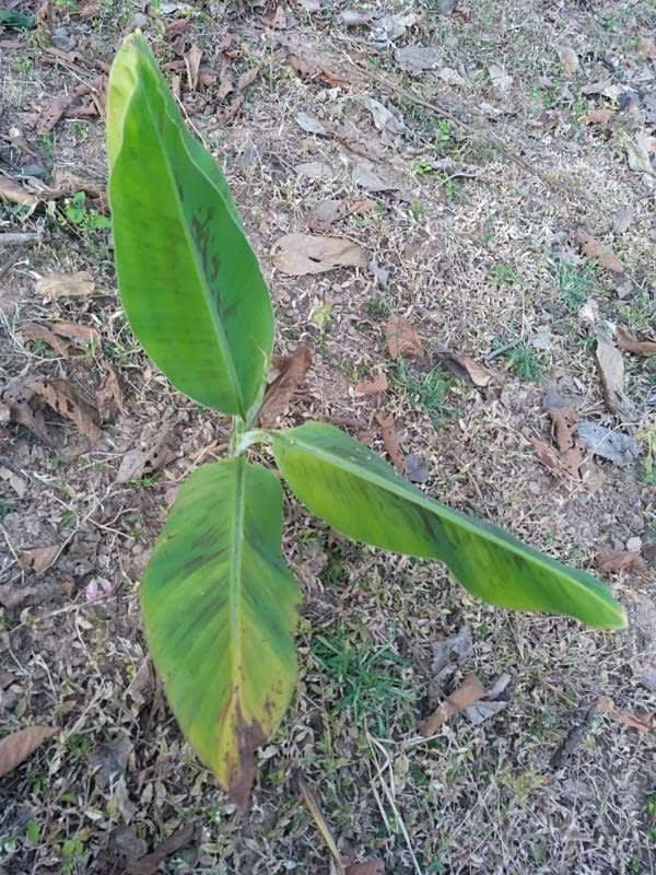 tree image