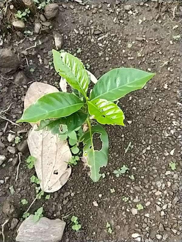 tree image