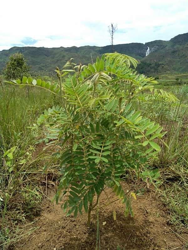 tree image