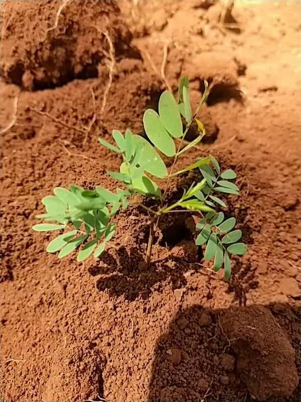 tree image