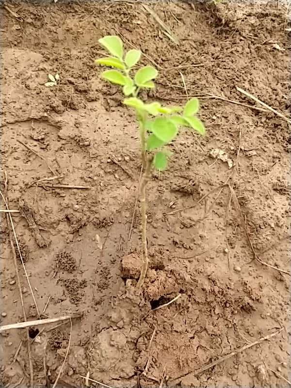 tree image