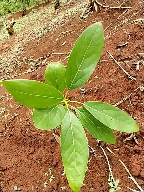 tree image